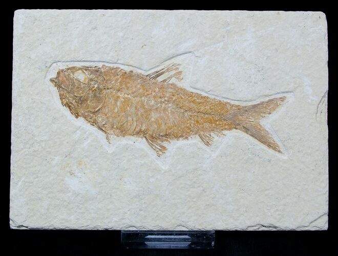 Knightia Fossil Fish (ALREADY SOLD) #1588